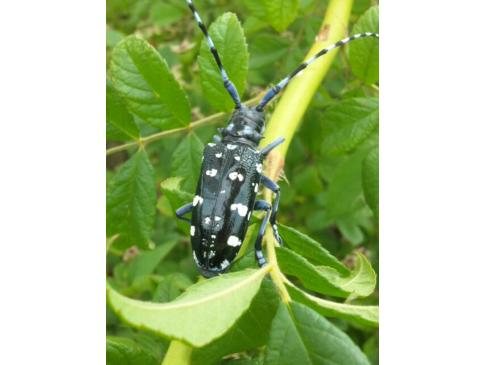 ゴマダラカミキリ虫を発見 千葉県 埼玉県中心の口コミ情報 地域の声がみえるチイコミ