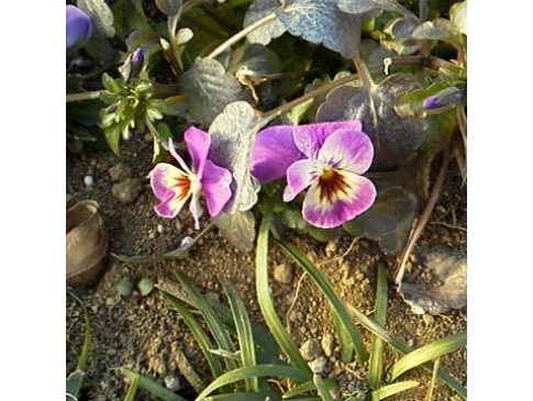 ロウバイ ビオラ サクラ 千葉県 埼玉県中心の口コミ情報 地域の声がみえるチイコミ