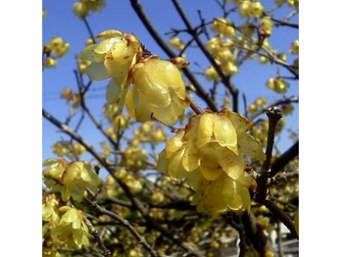 トサミズキ ロウバイ ヒュウガミズキ 千葉県 埼玉県中心の口コミ情報 地域の声がみえるチイコミ