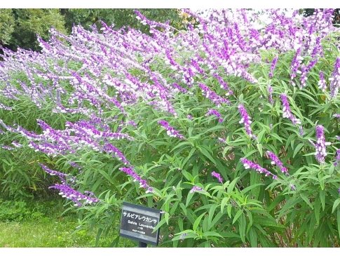 サルビアレウカンサ メキシカンブッシュセージ アメジストセージ の花 千葉県 埼玉県中心の口コミ情報 地域の声がみえるチイコミ