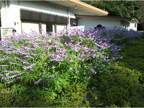 サルビアレウカンサ メキシカンブッシュセージ アメジストセージ の花 千葉県 埼玉県中心の口コミ情報 地域の声がみえるチイコミ