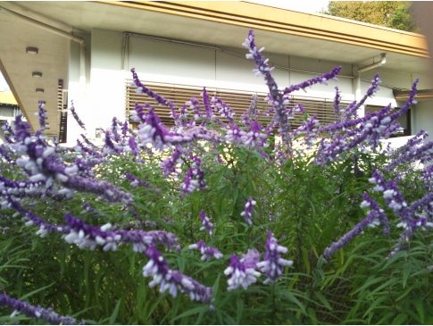 サルビアレウカンサ メキシカンブッシュセージ アメジストセージ の花 千葉県 埼玉県中心の口コミ情報 地域の声がみえるチイコミ